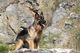 BERGER ALLEMAND 132